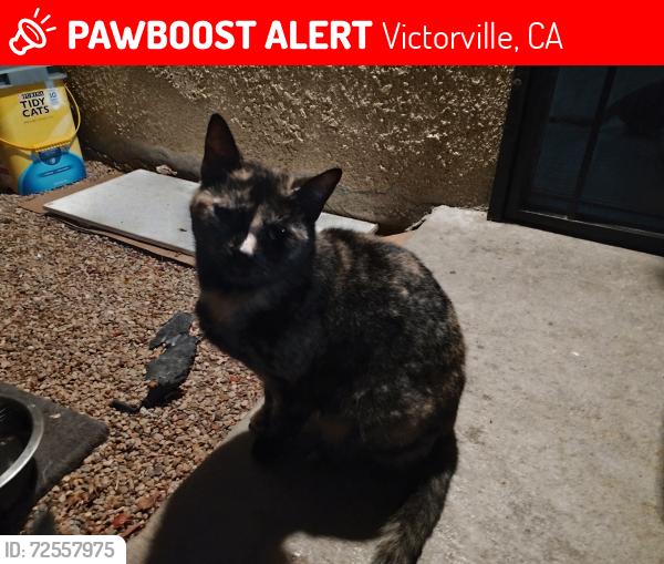 Lost Female Cat last seen Andrews /Molina, Victorville, CA 92395