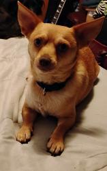 Lost Male Dog last seen Joyce Street, Lancaster Street, Pinecrest Highway, Marshall, TX 75672