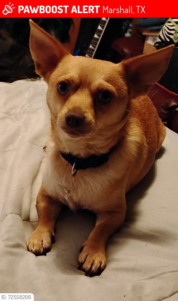 Lost Male Dog last seen Joyce Street, Lancaster Street, Pinecrest Highway, Marshall, TX 75672