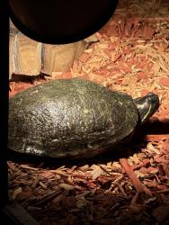 Lost Unknown Reptile last seen Arabian ln, Walnut, CA 91789
