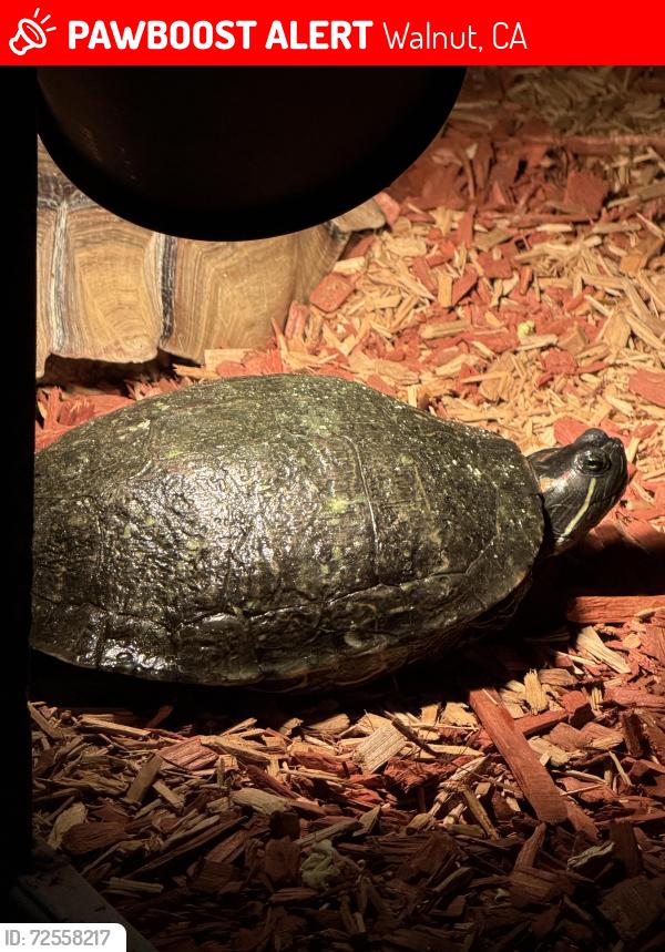 Lost Unknown Reptile last seen Arabian ln, Walnut, CA 91789