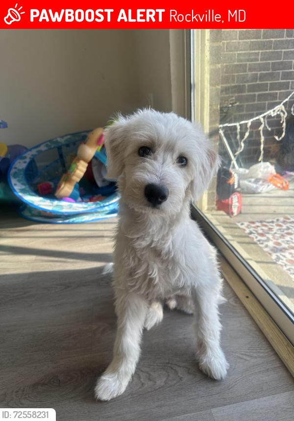 Lost Male Dog last seen Near cove ln 20851, Rockville, MD 20851