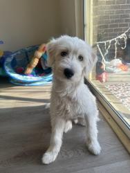 Lost Male Dog last seen Near cove ln 20851, Rockville, MD 20851
