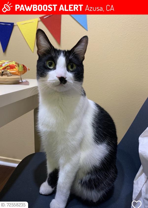 Lost Male Cat last seen N Fenimore Ave and E Alosta Ave, Azusa, CA 91702
