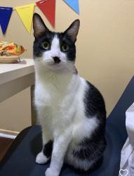 Lost Male Cat last seen N Fenimore Ave and E Alosta Ave, Azusa, CA 91702