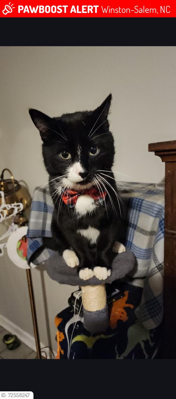 Lost Male Cat last seen Center area of Teague Rd. , Winston-Salem, NC 27107