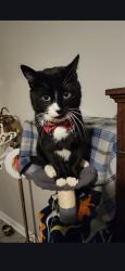 Lost Male Cat last seen Center area of Teague Rd. , Winston-Salem, NC 27107