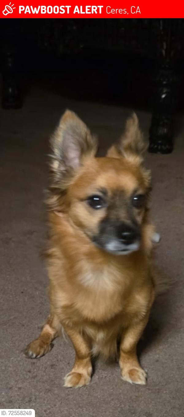 Lost Male Dog last seen Don Pedro Park Ceres CA, Ceres, CA 95307