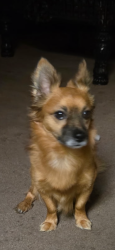 Lost Male Dog last seen Don Pedro Park Ceres CA, Ceres, CA 95307