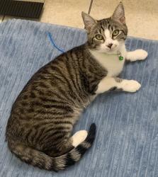 Lost Female Cat last seen Oildale area, Blue Mountain Way , Bakersfield, CA 93308