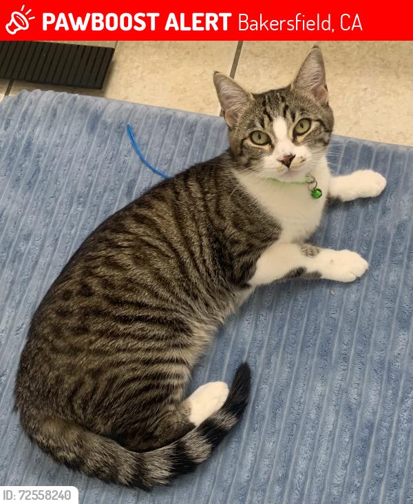 Lost Female Cat last seen Oildale area, Blue Mountain Way , Bakersfield, CA 93308