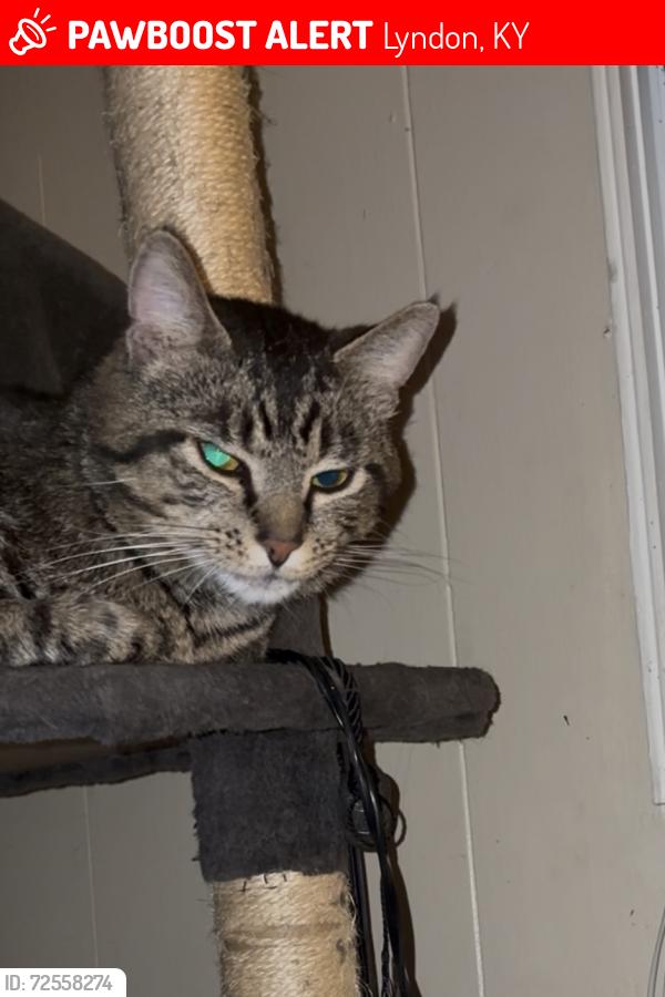 Lost Male Cat last seen Lyndon , Lyndon, KY 40242