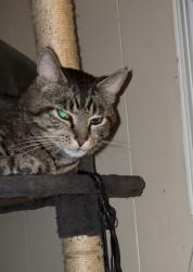 Lost Male Cat last seen Lyndon , Lyndon, KY 40242