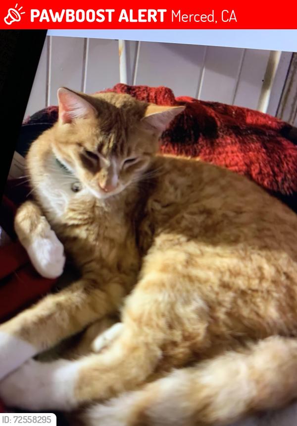 Lost Male Cat last seen Last seen on February 1, 2026 on Alder Ave between Brookdale Dr & Teak Ave , Merced, CA 95340