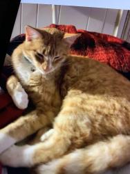 Lost Male Cat last seen Last seen on February 1, 2026 on Alder Ave between Brookdale Dr & Teak Ave , Merced, CA 95340