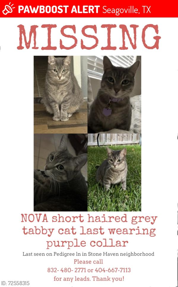 Lost Female Cat last seen Pedigree ln, Seagoville, TX 75159