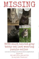 Lost Female Cat last seen Pedigree ln, Seagoville, TX 75159