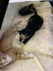 Lost Female Cat last seen  Alder Ave between Brookdale Dr & Teak Ave, Merced, CA 95340