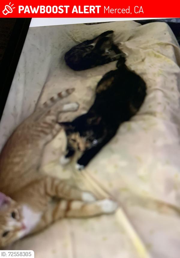 Lost Female Cat last seen  Alder Ave between Brookdale Dr & Teak Ave, Merced, CA 95340