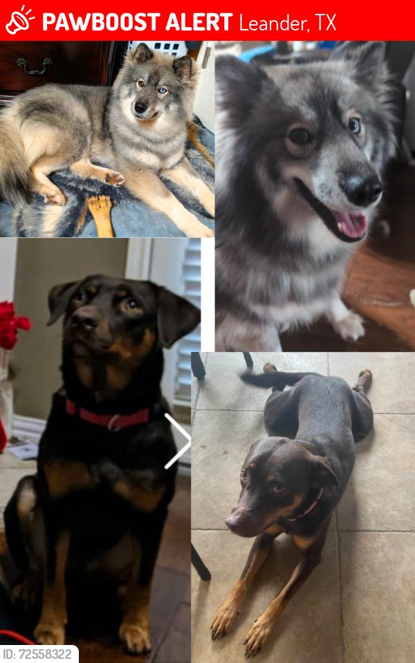 Lost Female Dog last seen Purple Martin Cv Leander Texas; Summerlyn Subd. Facing hwy 183, Leander, TX 78641