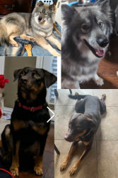 Lost Female Dog last seen Purple Martin Cv Leander Texas; Summerlyn Subd. Facing hwy 183, Leander, TX 78641