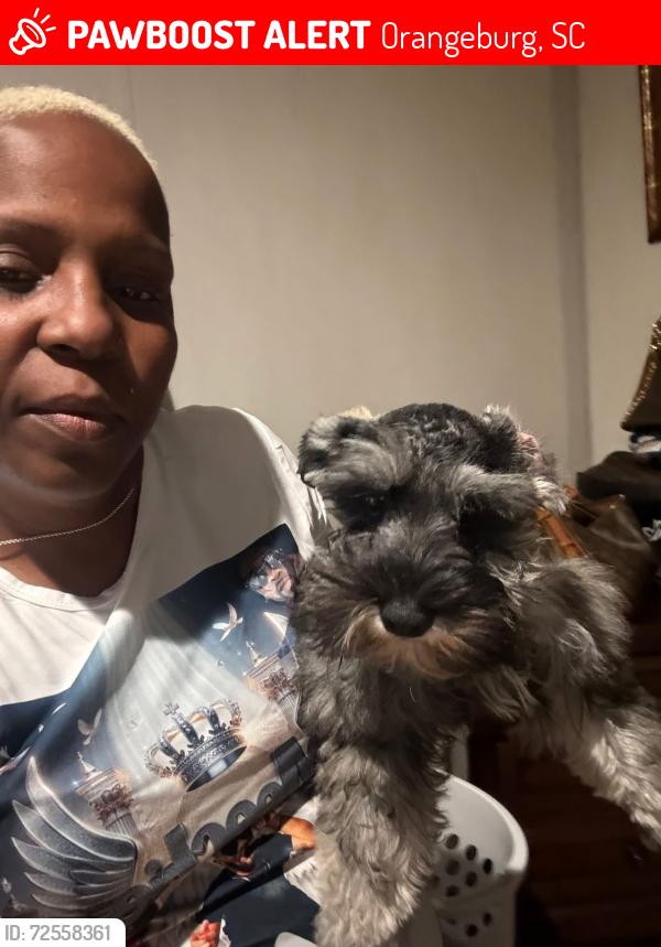 Lost Female Dog last seen Ryan rd, Orangeburg, SC 29118