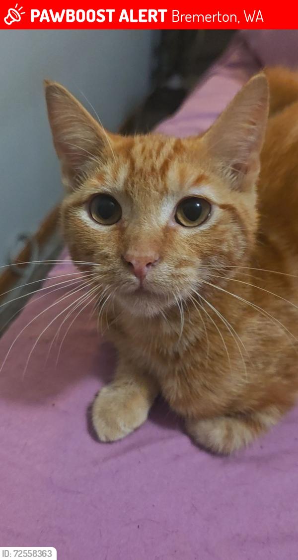 Lost Male Cat last seen Kent Ave, Bremerton, WA 98312
