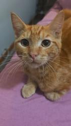 Lost Male Cat last seen Kent Ave, Bremerton, WA 98312
