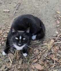 Lost Male Cat last seen Douglass Avenue , Riverside, CA 92507