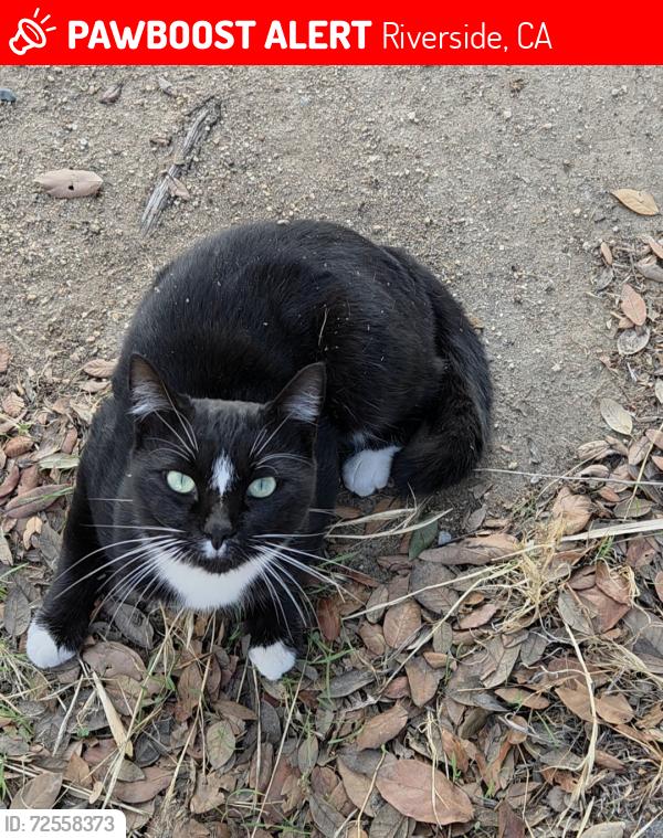 Lost Male Cat last seen Douglass Avenue , Riverside, CA 92507