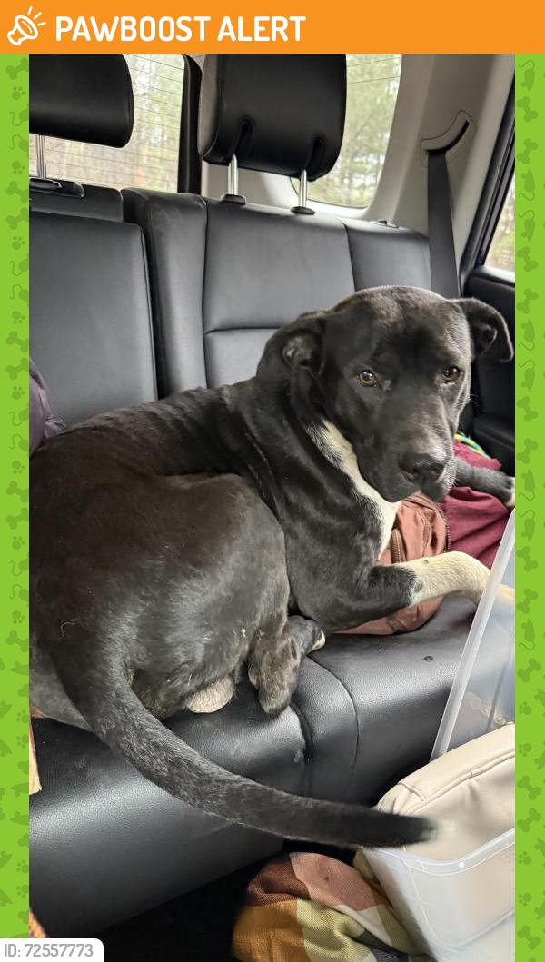 Found/Stray Male Dog last seen Zion church rd HWY 74 exit , Richmond County, NC 28379