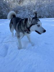 Lost Male Dog last seen Ashley Lane and River Rd, Petersburg, VA 23803
