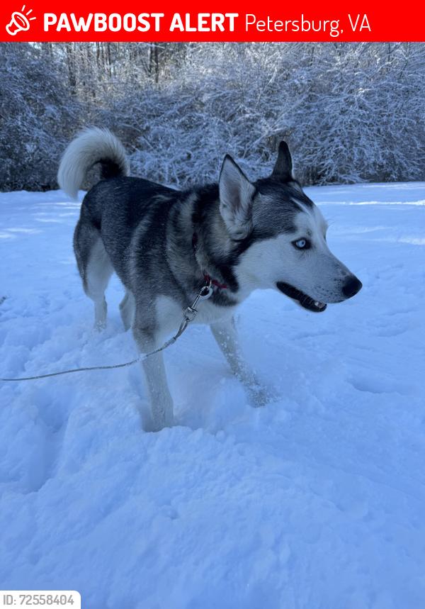 Lost Male Dog last seen Ashley Lane and River Rd, Petersburg, VA 23803