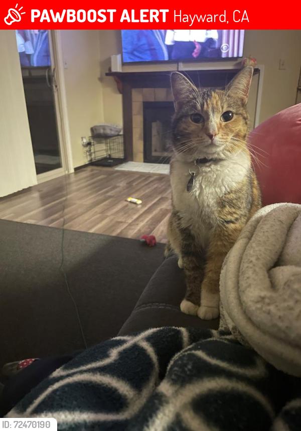 Lost Female Cat last seen Huntwood Ave and Celia Street, Hayward, CA 94544