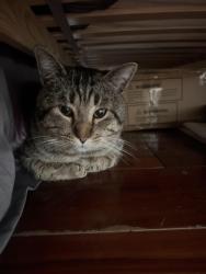 Lost Male Cat last seen Araujo on Senter Rd, San Jose, CA 95111