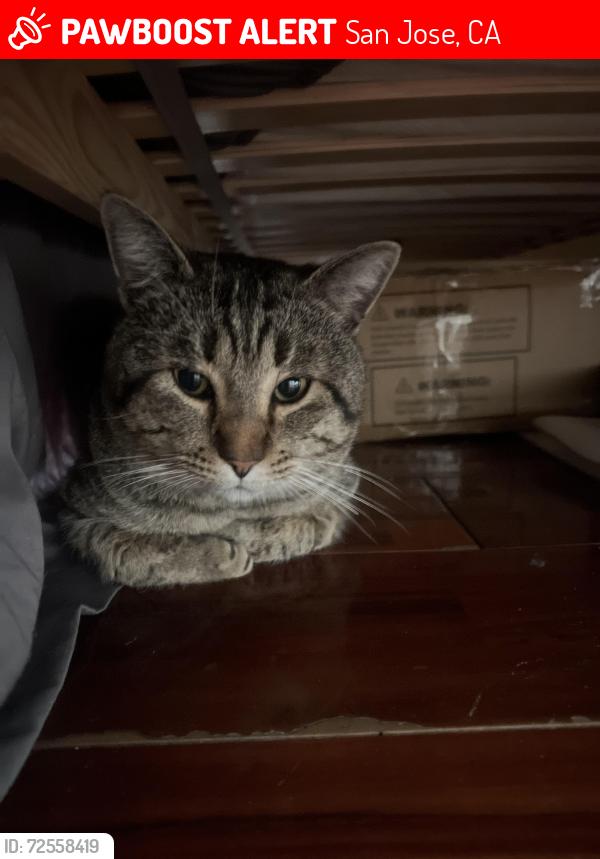 Lost Male Cat last seen Araujo on Senter Rd, San Jose, CA 95111