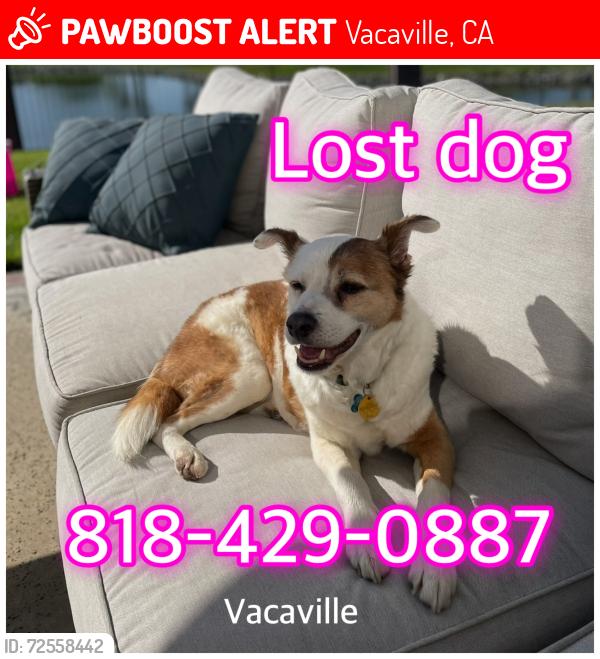 Lost Male Dog last seen Putman Rd and Robinson Rd, Vacaville, CA 95688