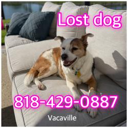 Lost Male Dog last seen Putman Rd and Robinson Rd, Vacaville, CA 95688