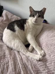 Lost Male Cat last seen Davis Ln, Austin, TX 78748