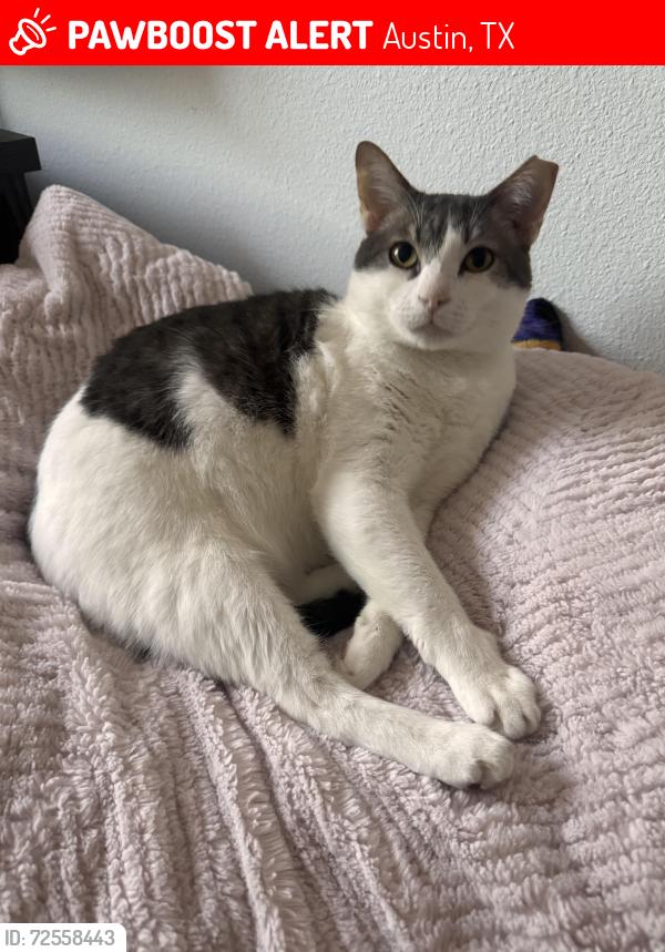 Lost Male Cat last seen Davis Ln, Austin, TX 78748