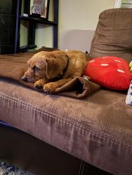 Found/Stray Female Dog last seen Downtown Knoxville , Knoxville, TN 37902