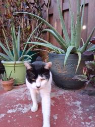 Lost Male Cat last seen Sunset Harbour Village , Miami, FL 33183