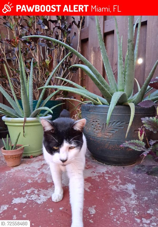 Lost Male Cat last seen Sunset Harbour Village , Miami, FL 33183