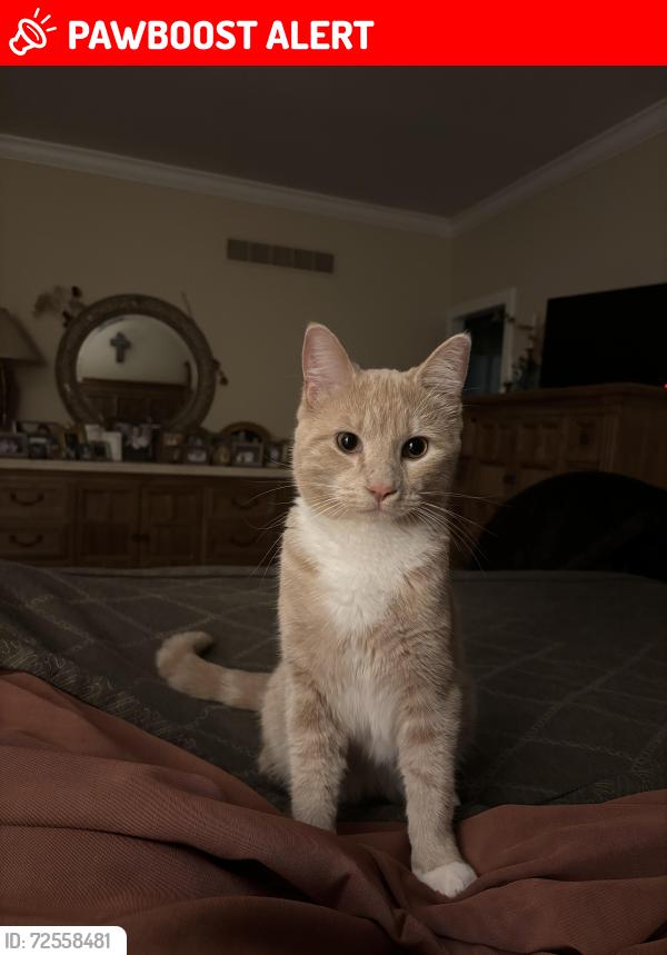 Lost Male Cat last seen Holcomb and I-75, Village of Clarkston, MI 48348