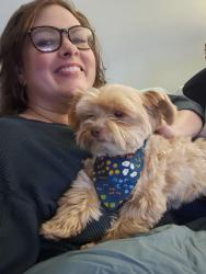 Lost Male Dog last seen Near Mount Gaylor , Winslow, AR 72959