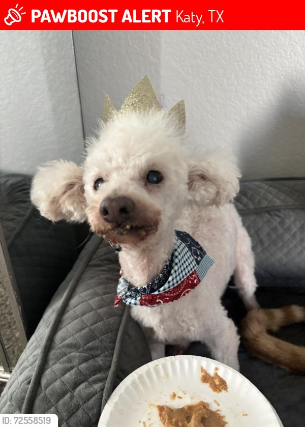Lost Female Dog last seen Clay road , Katy, TX 77493