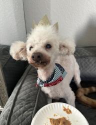 Lost Female Dog last seen Clay road , Katy, TX 77493