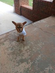 Lost Male Dog last seen Near SR-106 carnesville, ga 30521, Carnesville, GA 30521