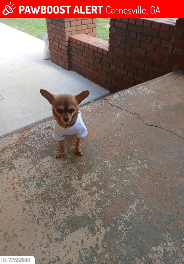 Lost Male Dog last seen Near SR-106 carnesville, ga 30521, Carnesville, GA 30521