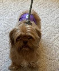 Lost Male Dog last seen NW 61st & Quapah, Oklahoma City, OK 73112
